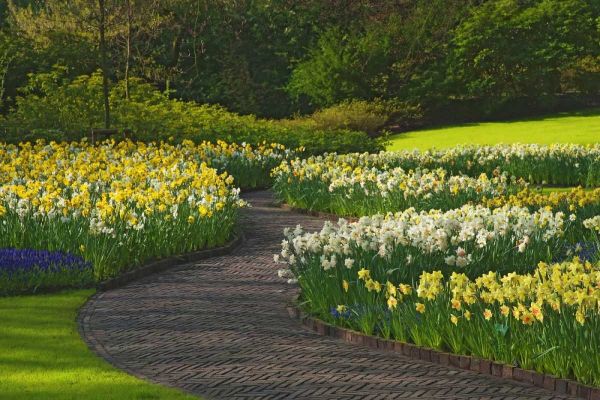 Netherlands, Lisse Path through daffodils